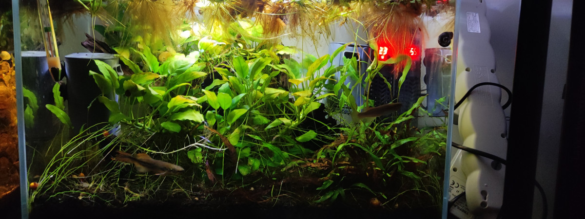 aquarium Aquarium killi deltaensis
