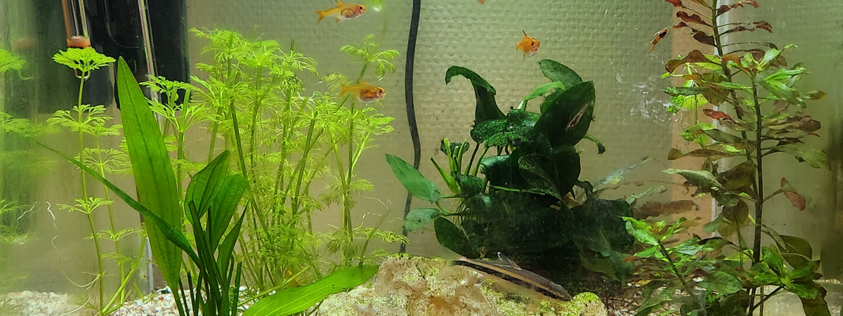 aquarium Lhu