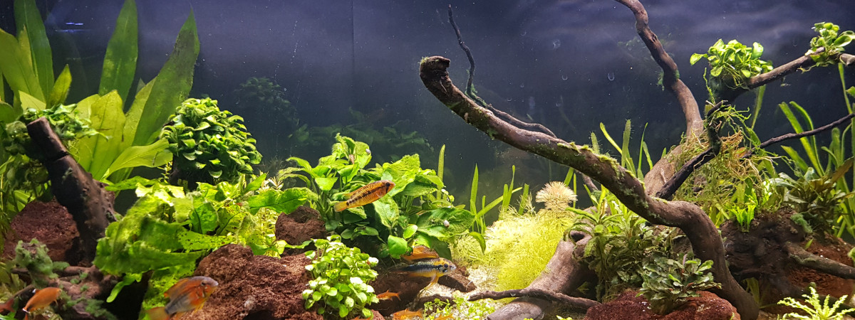 aquarium Bureau 200 litres