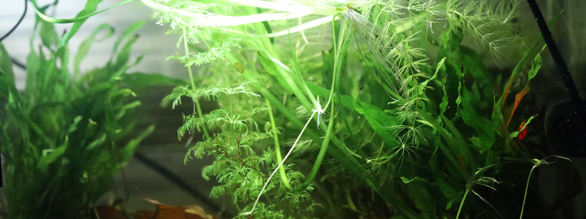 aquarium Bac 2