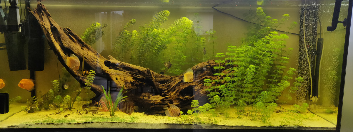 aquarium H4