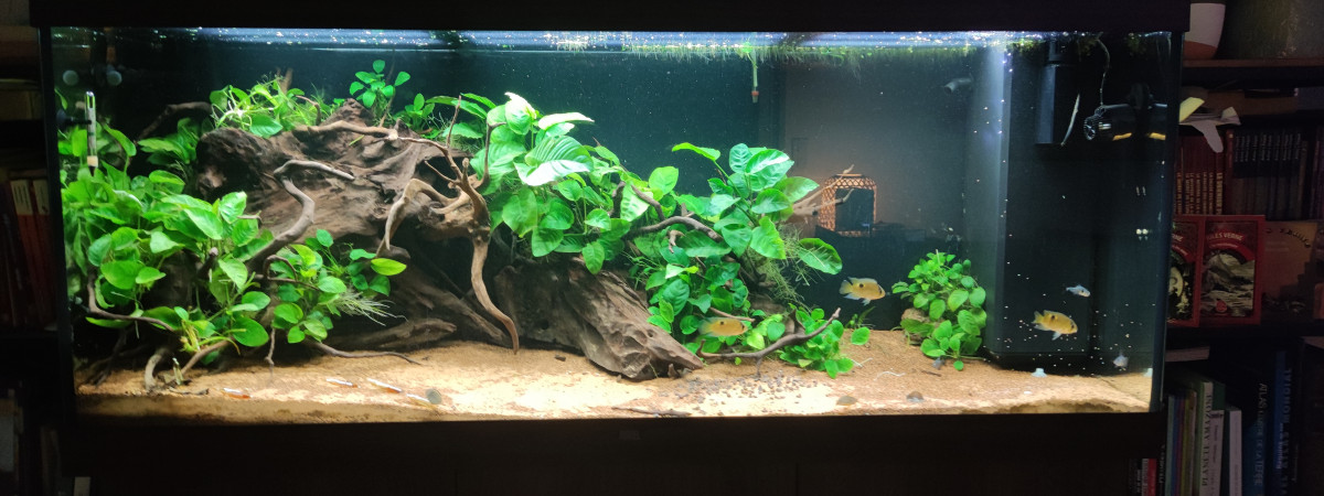 aquarium Aquarium Américain
