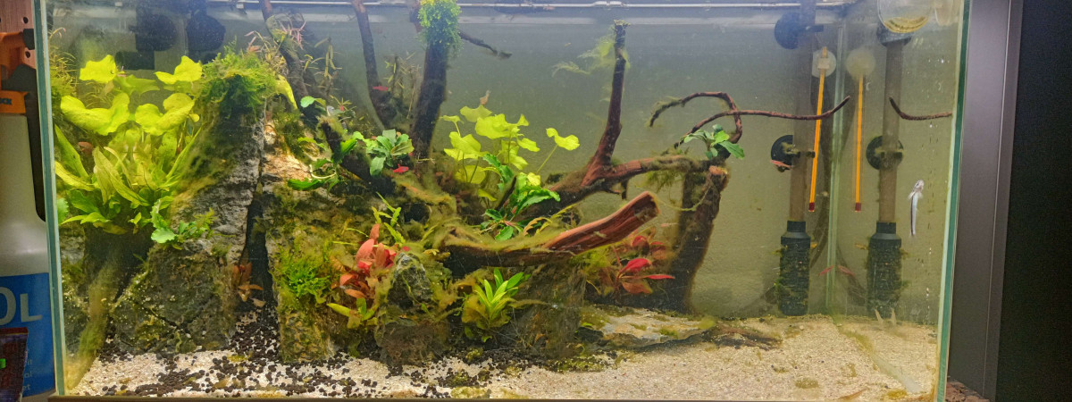 aquarium Aquarium 60L Asiatique