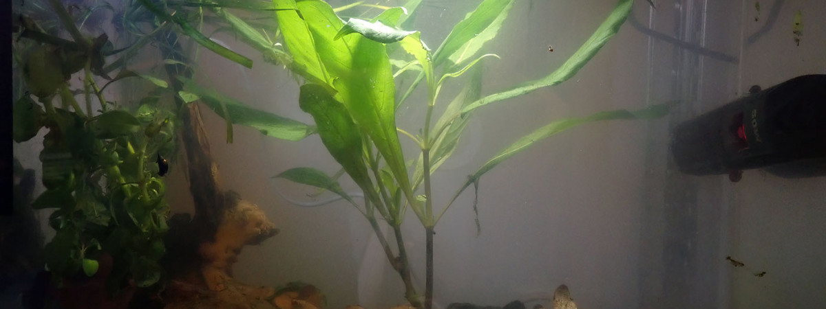 aquarium Bac 3
