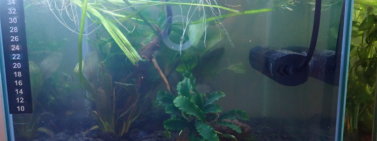 aquarium Bac 4