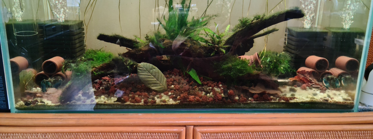 aquarium Eternia le Stalag de Cherax Pulcher
