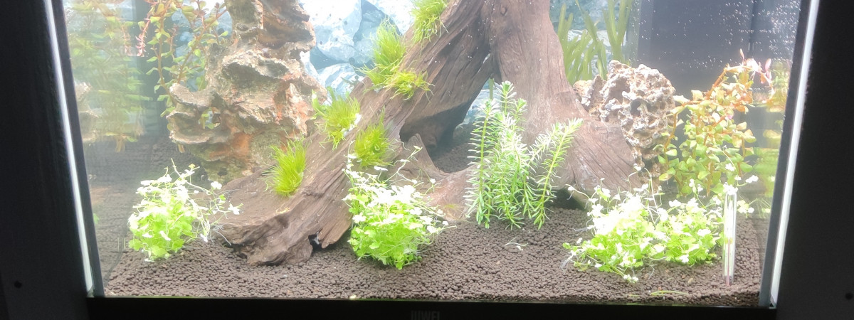 aquarium jc