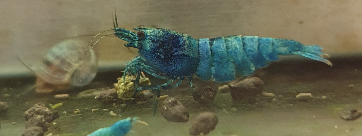 aquarium Blue bolt