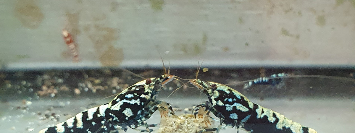 aquarium Galaxy Boa