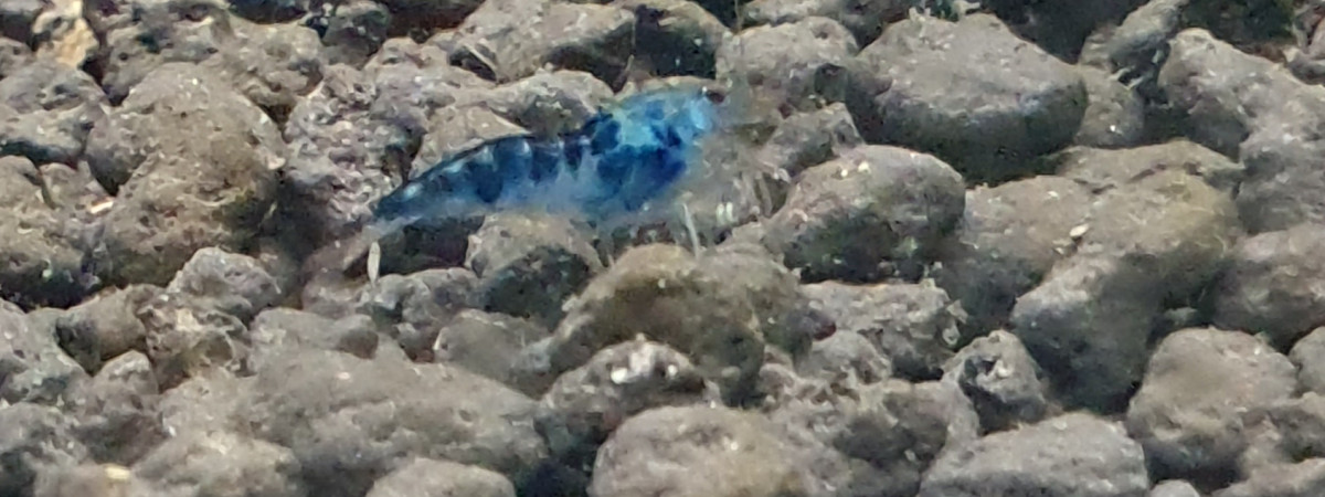 aquarium Dragon Blood
