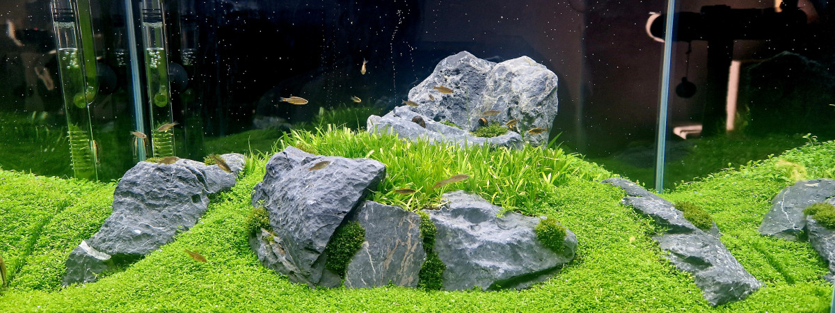 aquarium Iwagumi