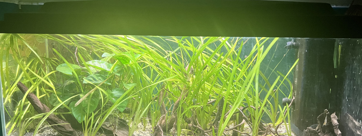 aquarium BAC 100L