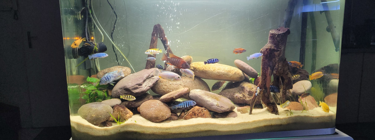 aquarium Osaka 260 Malawi