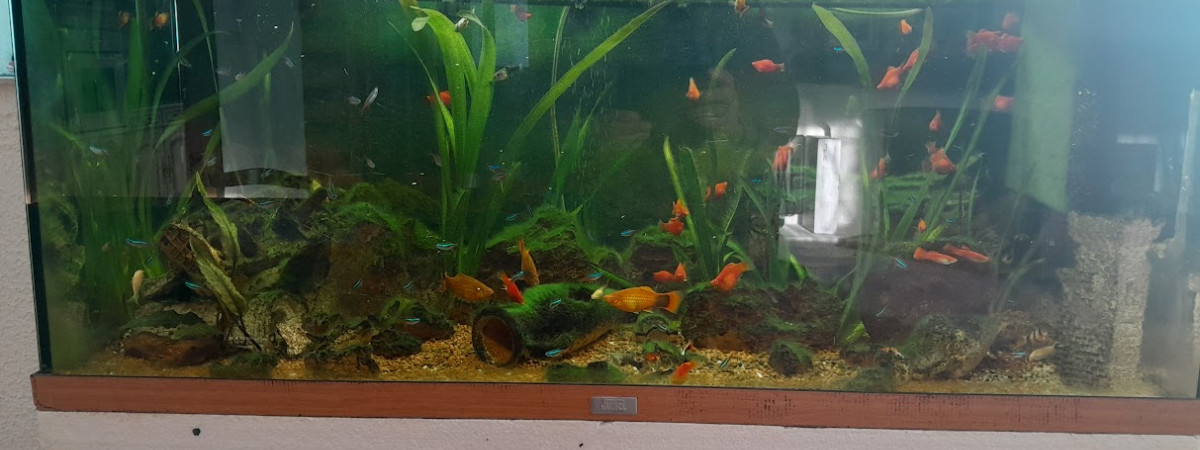 aquarium Aquarium de 200l