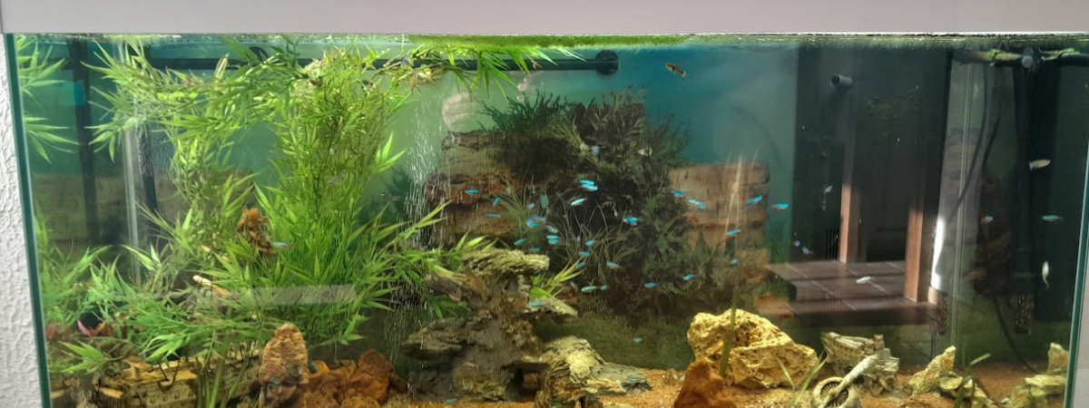 aquarium Aquarium de 250