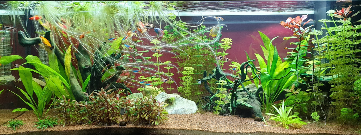 aquarium Eau douce Rio