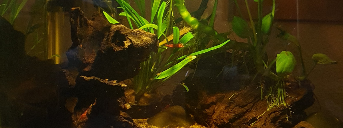 aquarium 20l cubique