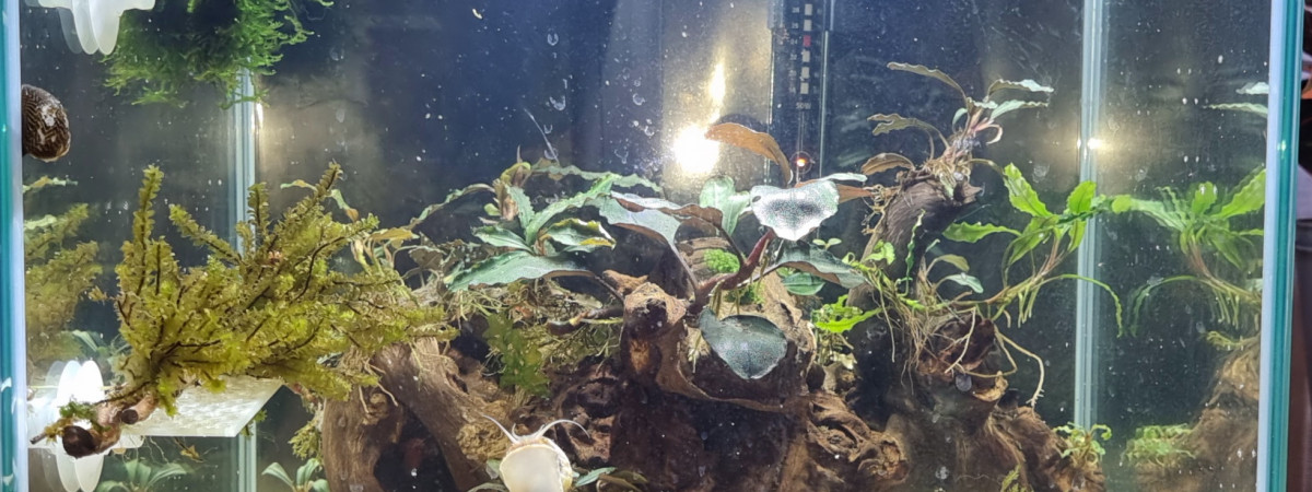 aquarium Aquarium kubus 54 l