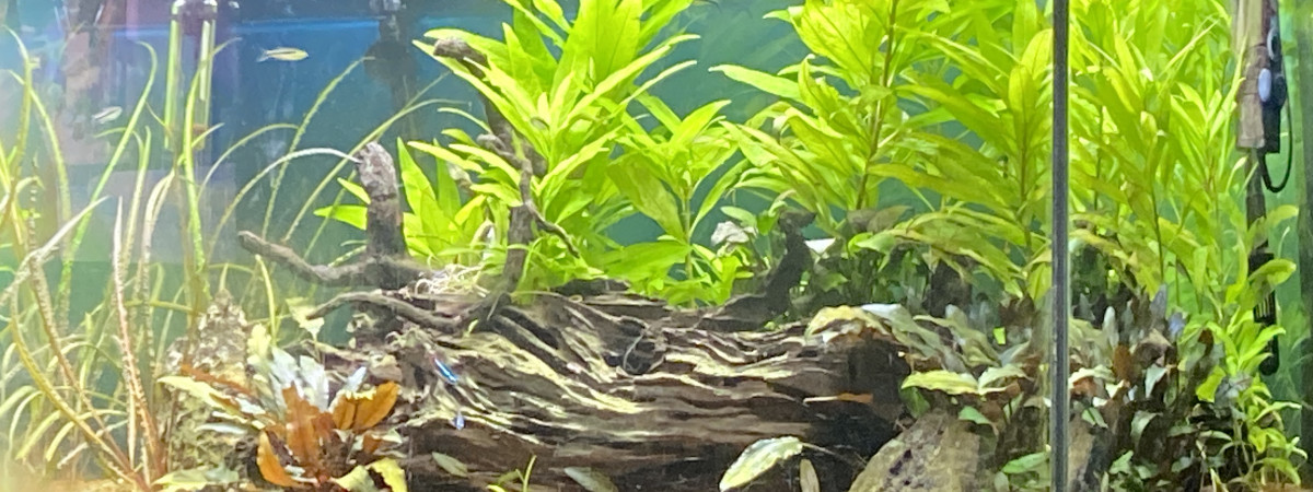 aquarium Aquarium Asiatique