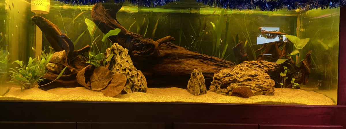 aquarium Aquarium Amérique du SUD