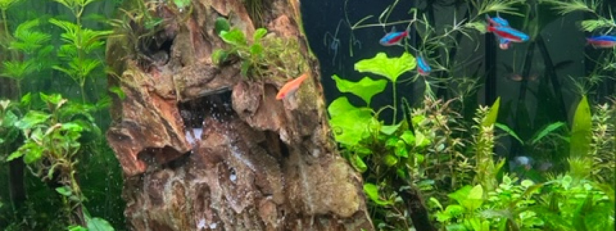 aquarium Cascade dans la jungle