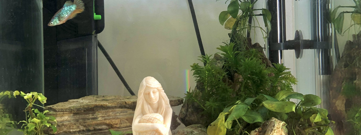 aquarium 33L Betta Femelles