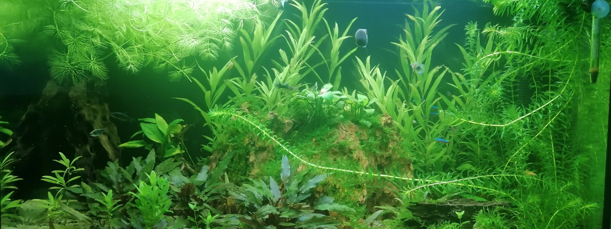 aquarium Juwel