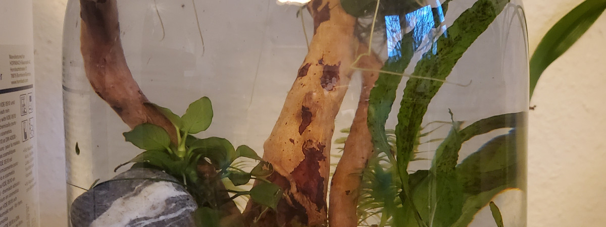 aquarium Pico aquarium crevettes