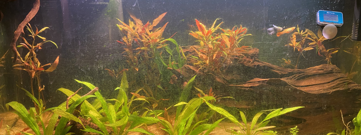 aquarium Amazone
