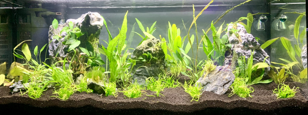 aquarium 80 L Maison
