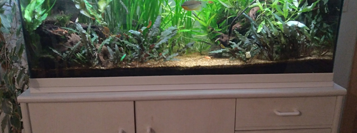 aquarium Aqua asiatique familial