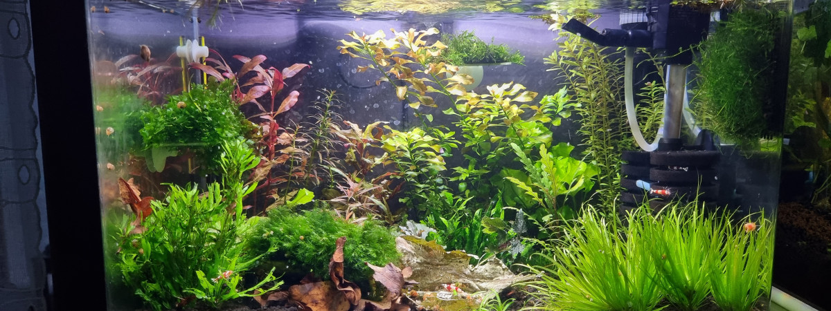 aquarium Aquarium 38 l