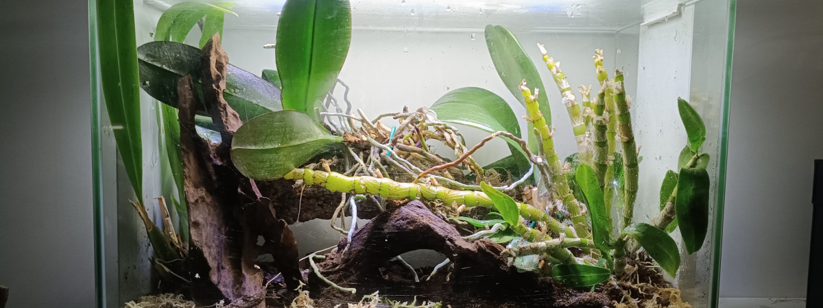 aquarium Home 60- orchidarium