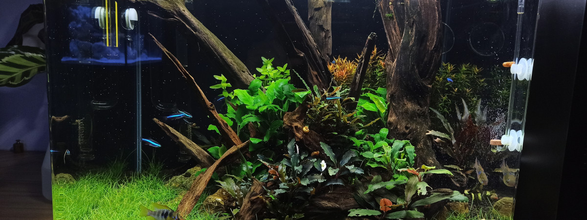 aquarium Amazonien