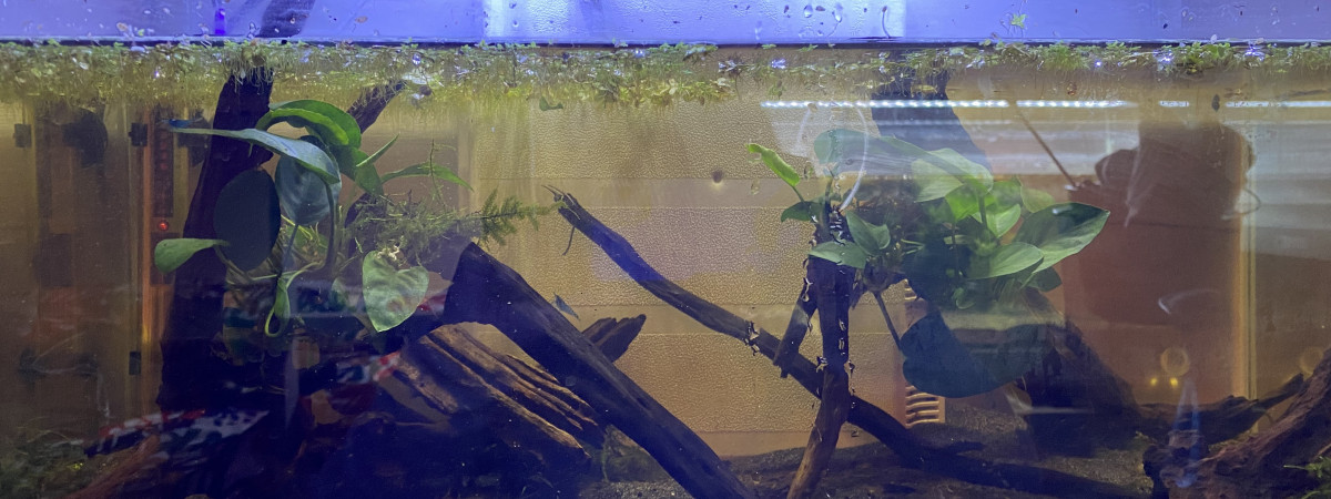 aquarium 54L crevettes blue velvet