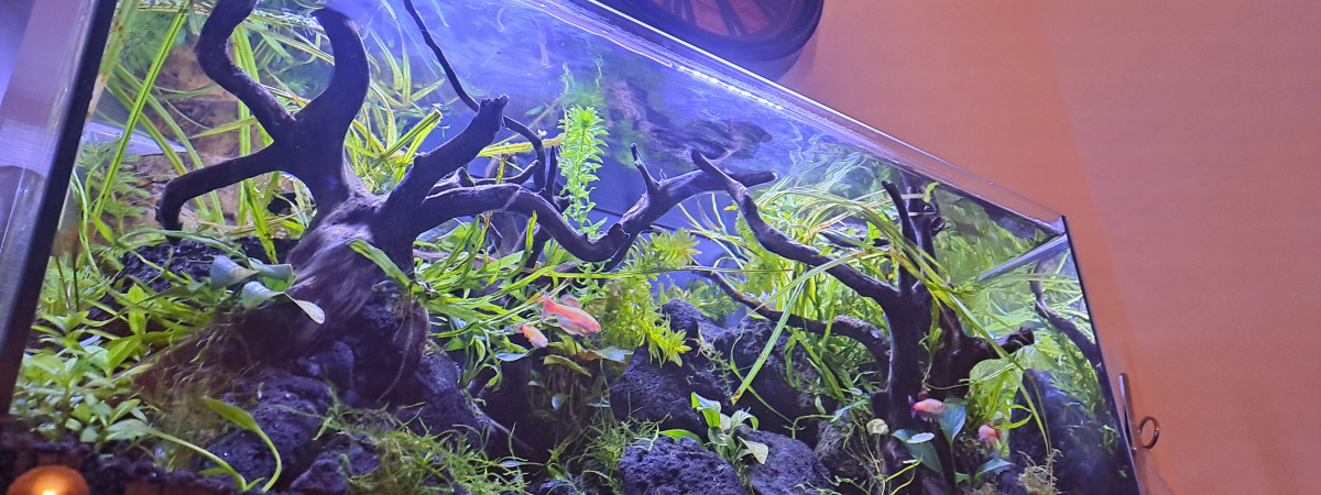 aquarium Nature