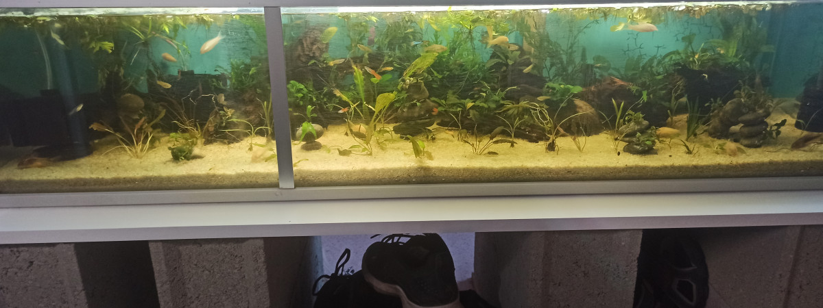 aquarium Aquarium communautaire endler corydoras crevettes