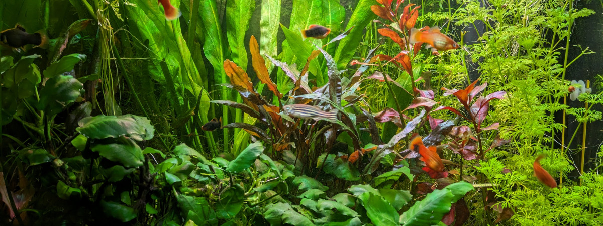 aquarium Premier bac