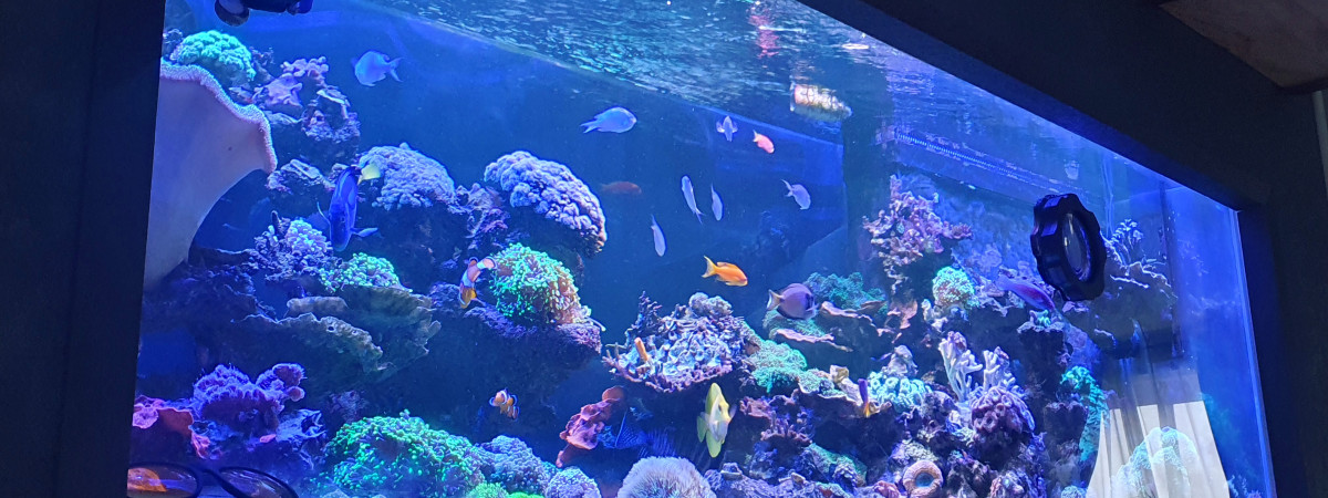 aquarium Aqua recifal