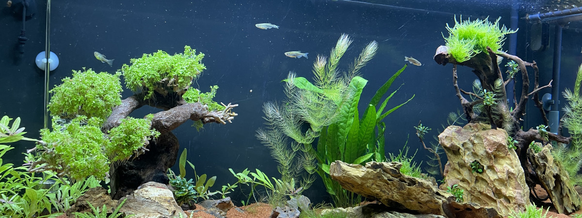 aquarium Juwel 180
