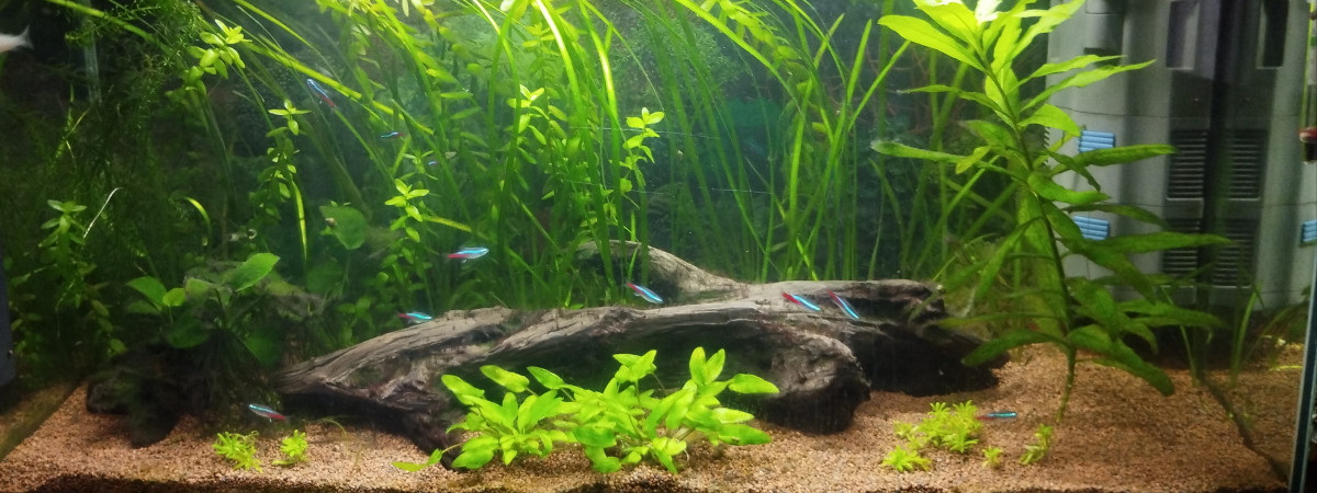 aquarium inwa confort 80 pro
