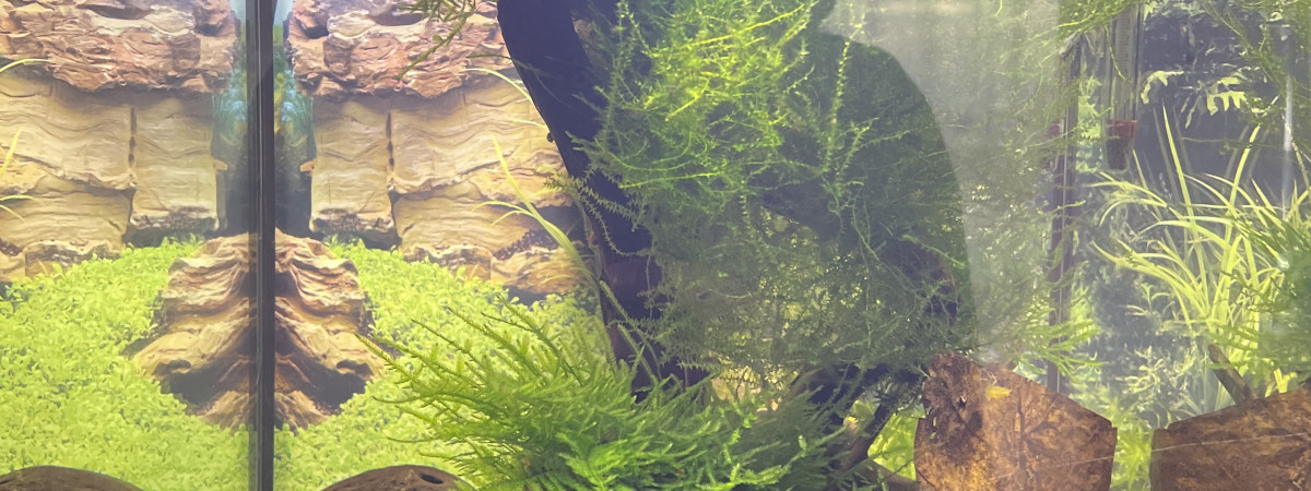 aquarium Crevettes