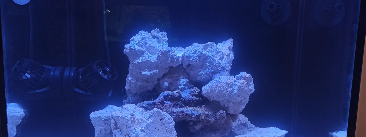 aquarium Nano reef