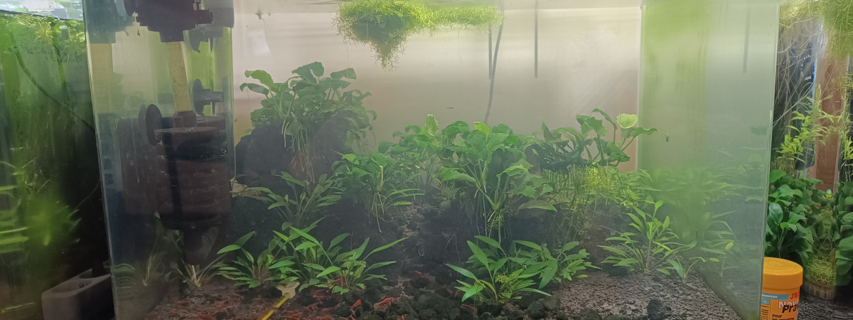 aquarium Aqua Neocaridina Bloody Mary