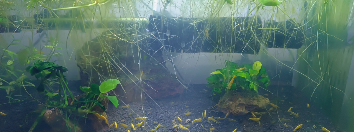 aquarium Aqua Neocaridina Yellow Neon