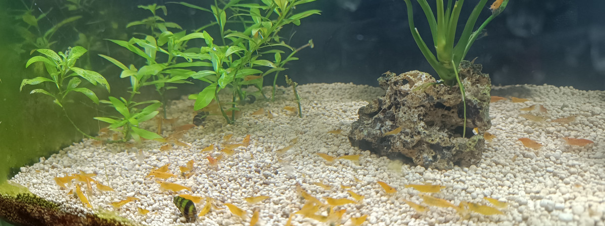 aquarium Aqua Neocaridina Orange