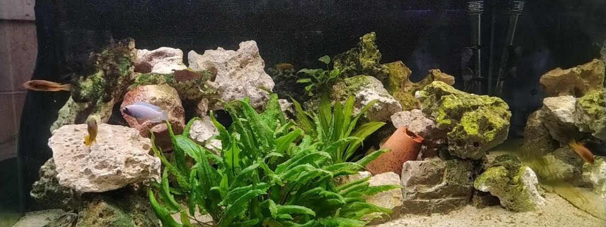 aquarium 300L bois