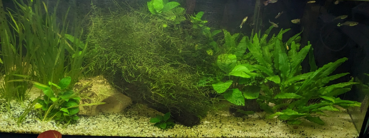 aquarium 110L récup