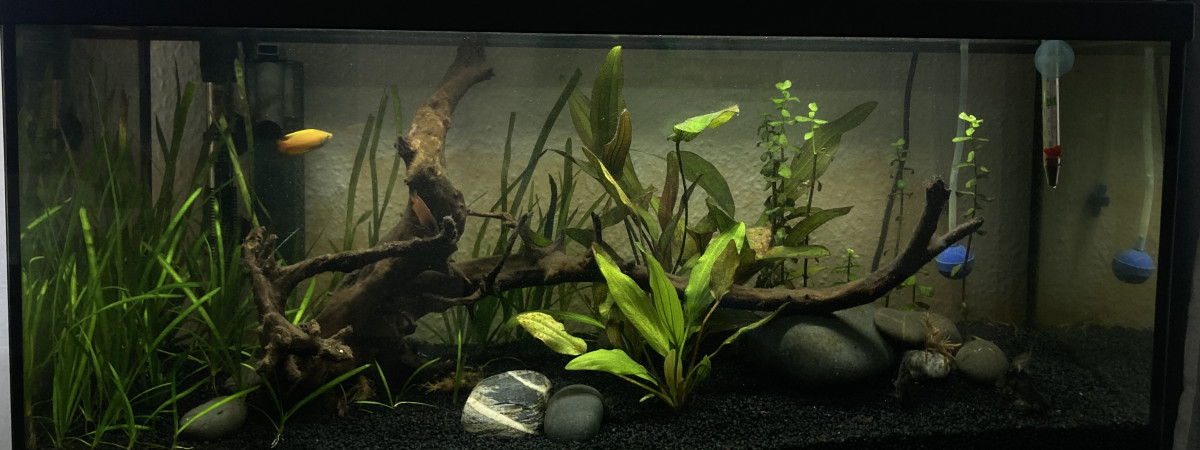 aquarium 1er 80L