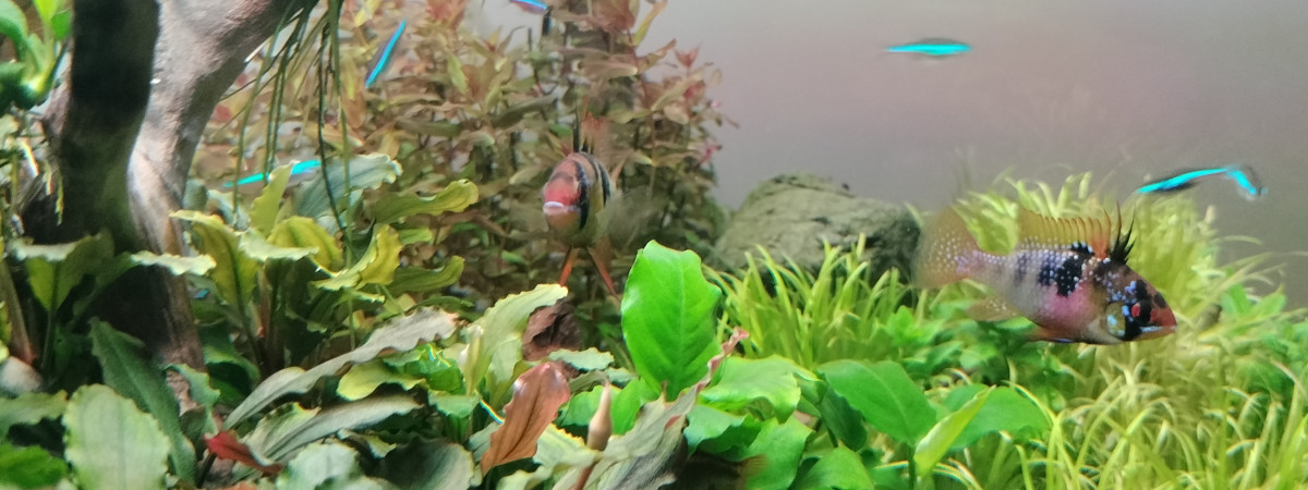 aquarium 70 litres